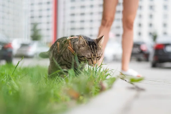 A tabby cat eats green grass while walking with a female owner