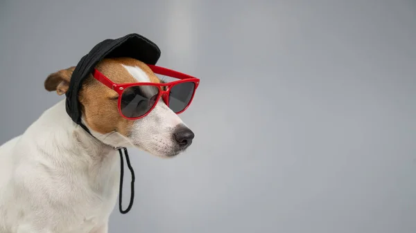 Jack Russell Τεριέ Σκυλί Μαύρο Καπέλο Και Γυαλιά Ηλίου Λευκό — Φωτογραφία Αρχείου