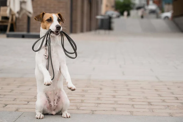 Solitário Jack Russell Terrier Tem Uma Trela Boca Cão Perdido — Fotografia de Stock