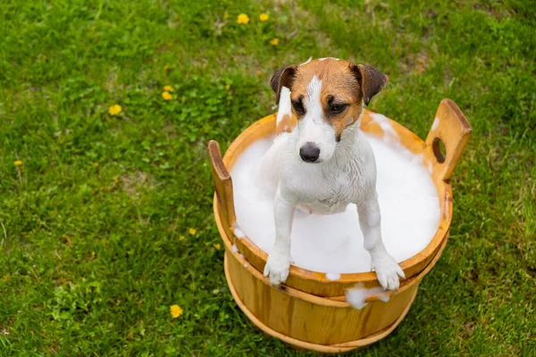 Pies Jest Myty Drewnianej Wannie Zewnątrz Jack Russell Terrier Bierze — Zdjęcie stockowe