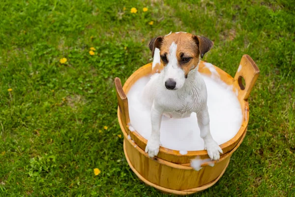 Cane Viene Lavato Una Vasca Legno All Aperto Jack Russell — Foto Stock