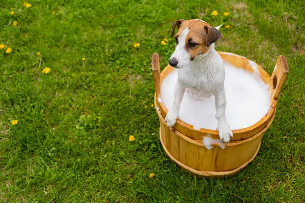 Cane Viene Lavato Una Vasca Legno All Aperto Jack Russell — Foto Stock