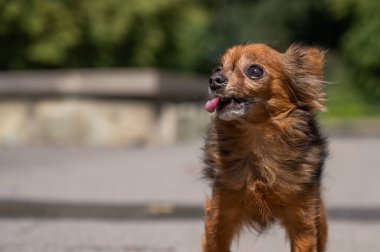 Sıcak bir yaz gününde küçük komik bir köpek. Chihuahua maxi uzun saç