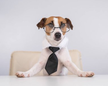 Köpek Jack Russell Terrier kravat takmış ve gözlük takmış bir masada oturuyor.