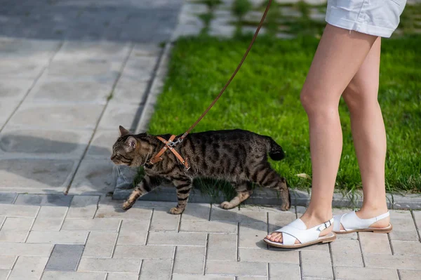 Donna Caucasica Che Cammina Con Gatto Guinzaglio All Aperto Estate — Foto Stock
