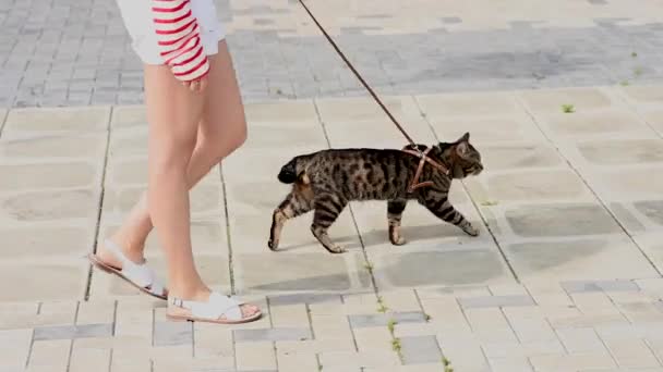 Donna Caucasica Che Cammina Con Gatto Guinzaglio All Aperto Estate — Video Stock