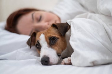Jack Russell Terrier köpeği sahibinin yanında battaniyeye sarılı uyuyor.