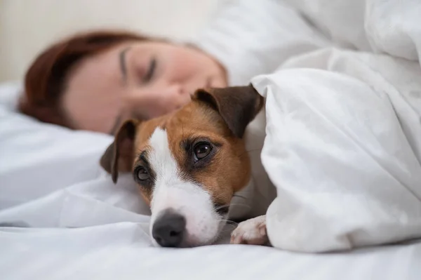 Jack Russell Terrier Cão Dorme Envolto Cobertor Lado Seu Proprietário — Fotografia de Stock