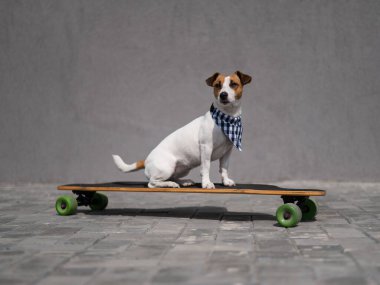 Ekose bandana giymiş Jack Russell Terrier köpeği uzun tahta bir arabaya biniyor.