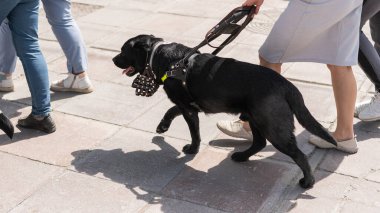 Kara Labrador kör bir kadına rehber köpek olarak çalışıyor.
