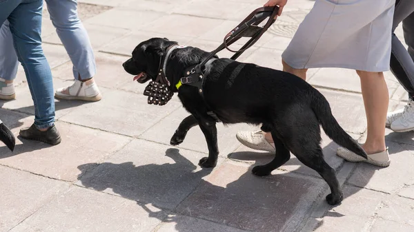 Black Labrador working as a guide dog for a blind woman