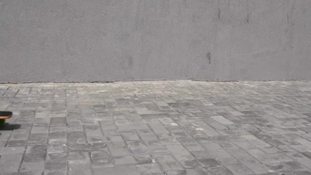 Джек Рассел Тір Одягнений Пластунку Бандану Їде Довгому Дошці — стокове відео