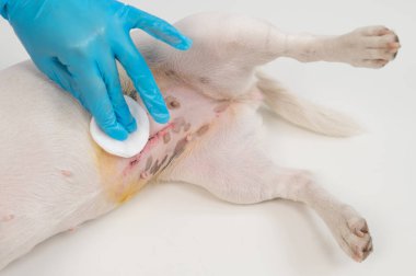 Veteriner, ameliyat sonrası köpekleri tedavi eder.