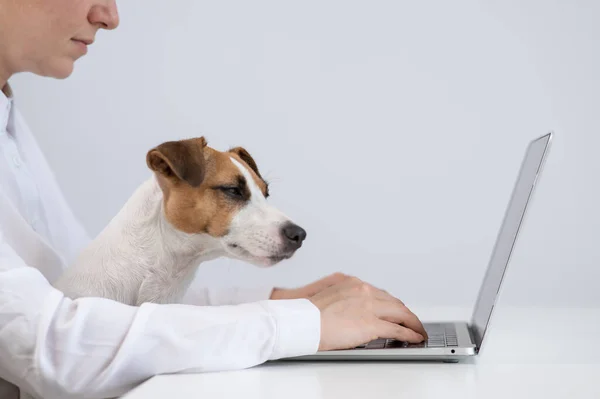 Mulher Caucasiana Trabalhando Laptop Com Cão Jack Russell Terrier Joelhos — Fotografia de Stock