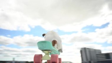 Video 360 derece. Kamera, Jack Russell Terrier 'ın bir sokak köpeğinin etrafında dönüyor.