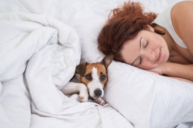 Jack Russell Terrier köpeği sahibinin yanında yatıyor.