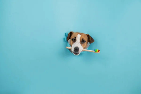 Museau Jack Russell Terrier Sort Par Trou Dans Fond Bleu — Photo