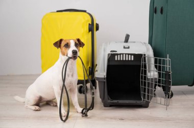 Jack Russell Terrier köpeği valizlerin ve seyahat kutusunun yanında otururken tasma tutuyor. Tatile hazırım.