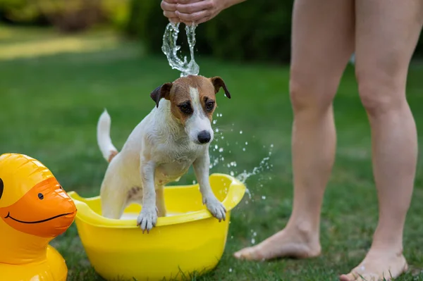Proprietario Lava Cane Jack Russell Terrier Bacino Giallo Prato Verde — Foto Stock
