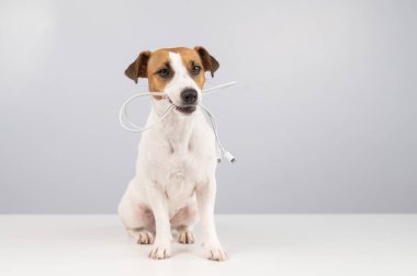 Jack Russell Terrier köpeği beyaz arka planda dişinde C tipi bir kablo tutuyor. Boşluğu kopyala