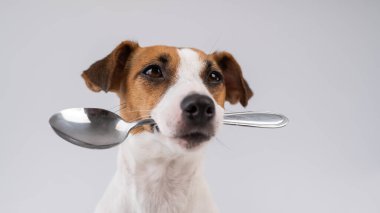 Jack Russell Terrier 'ın beyaz bir arka planda kaşığı tuttuğu bir köpeğin yakın plan portresi.