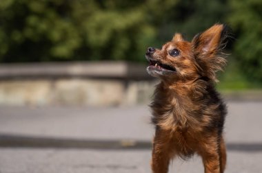 Sıcak bir yaz gününde küçük komik bir köpek. Chihuahua maxi uzun saç