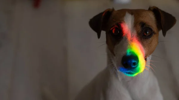 Regnbågsstrålar Nosen Jack Russell Terrier Hund — Stockfoto