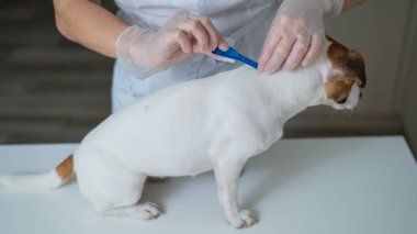 Bir veteriner, asalakların üzerine ilaç dökerek bir köpeği tedavi eder.