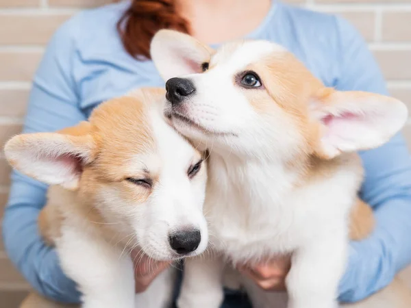 Kaukasische Frau Hält Zwei Süße Pembroke Corgi Welpen — Stockfoto