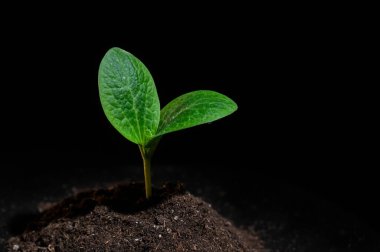 Siyah arkaplanda kabak filizi yakın plan.