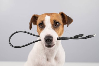 Köpek Jack Russell Terrier beyaz arka planda siyah bir USB kablosunu kemiriyor.
