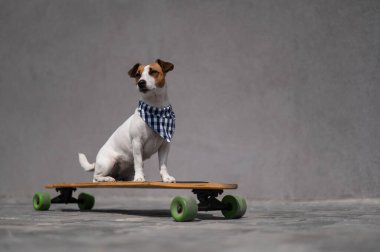 Ekose bandana giymiş Jack Russell Terrier köpeği uzun tahta bir arabaya biniyor.