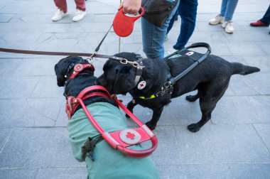 Kara Labradorlar kör insanlara rehber köpek olarak çalışırlar.