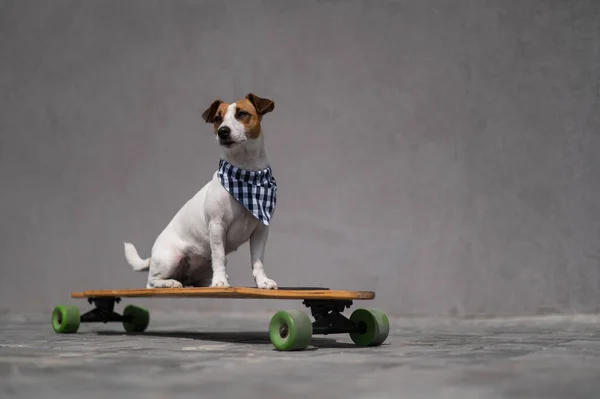 Jack Russell Terrier Pies Ubrany Kratę Bandana Jeździ Longboard — Zdjęcie stockowe