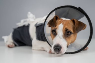 Üzgün köpek Jack Russell Terrier 'ın battaniyeli hali ve ameliyattan sonra külah tasması.