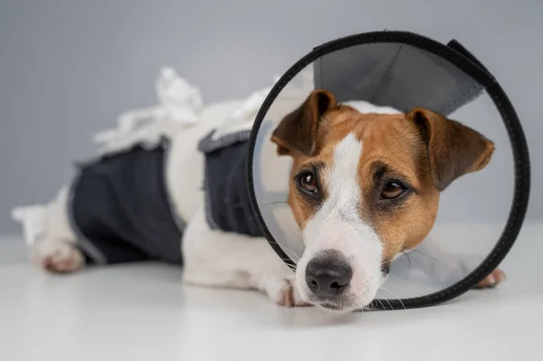 Chien Triste Jack Russell Terrier Dans Une Couverture Collier Cône — Photo