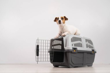 Jack Russell Terrier köpeği kafesin tepesinde yatıyor. Kapı açık ve güvenli bir şekilde taşınmak için.