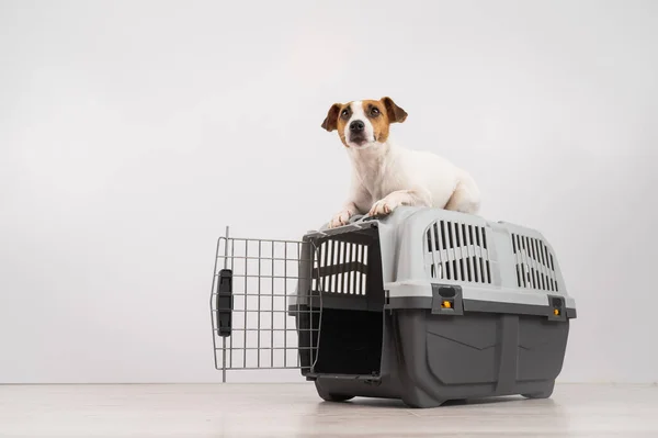 Jack Russell Terrier Pies Leży Szczycie Klatki Dla Bezpiecznego Transportu — Zdjęcie stockowe