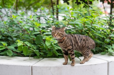 Açık havada yürürken gri bir tekir kedinin portresi