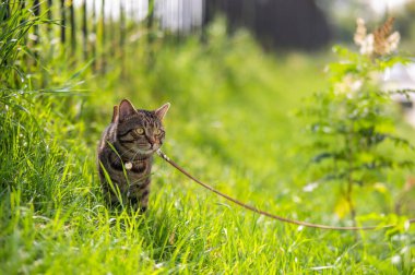 Gri çizgili kedi yeşil çimlerin üzerinde yürüyor.