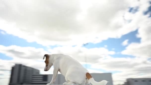 Jack Russell Terrier Hond Doet Trucs Video 360 Graden — Stockvideo