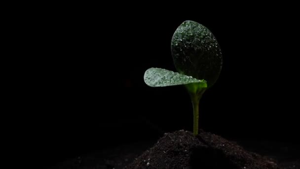 Brote Calabacín Gotas Agua Gira Sobre Fondo Negro — Vídeos de Stock