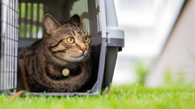Gri tekir kedi yeşil çimlerin üzerinde bir taşıyıcıda yatıyor.