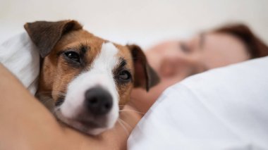 Jack Russell Terrier köpeği sahibinin yanında battaniyeye sarılı uyuyor.