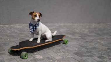 Ekose bandana giymiş Jack Russell Terrier köpeği uzun tahta bir arabaya biniyor.