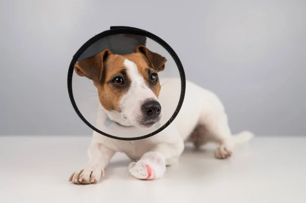 Jack Russell Terrier Chien Avec Une Patte Bandée Dans Collier — Photo