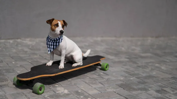 Jack Russell Terrier Pies Ubrany Kratę Bandana Jeździ Longboard — Zdjęcie stockowe