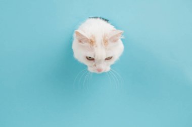 Bela pofuduk kedi kafasını bir delikten çıkarıp kağıt mavisi bir arka plana sıkıştırdı.