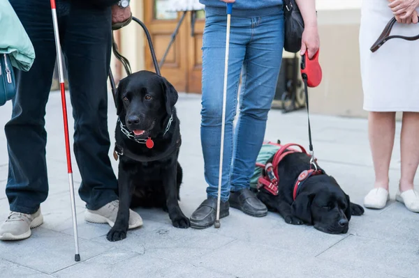Μαύροι Λαμπραντόρ Λειτουργούν Σκύλοι Οδηγοί Για Τυφλούς Ανθρώπους — Φωτογραφία Αρχείου