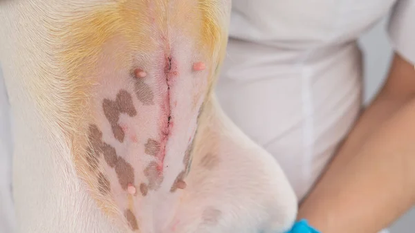 兽医在动手术后对一只杰克罗素特里耶犬进行了检查 — 图库照片